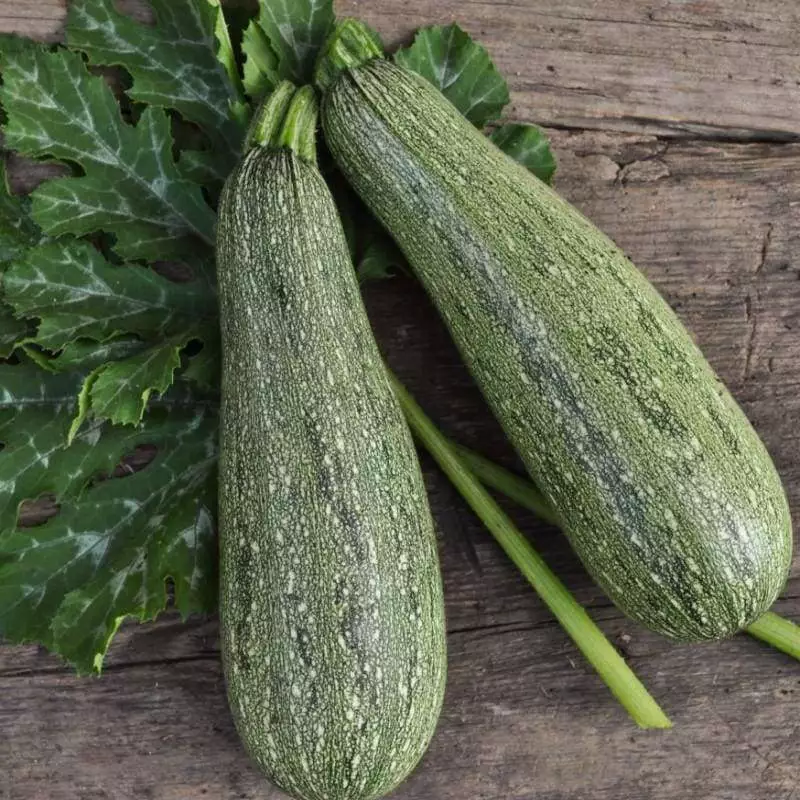 KingStore 25 Grey Zucchini Summer Squash Mexican Grey Lebanese Planting Seeds - £7.67 GBP