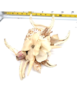 Beautiful Tiger Stripe Spider Conch Shell 7x8 with Shell medley arranged... - $304.10 MXN