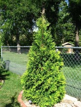 Shipped From Us 50 Thuja Tree Cedar Thuja Occidentalis Seeds, LC03 - £15.18 GBP