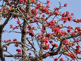 10 Red Silk Cotton Tree Bombax Ceiba Kapok Tropical Flower Seeds *From US  - $9.90