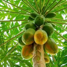 Live Plants Papaya (Carica papaya) tropical fruit live tree 24&quot;-36&quot; LARGE SIZE - £63.93 GBP
