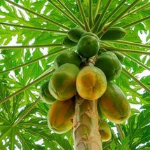 Live Plants Papaya (Carica papaya) tropical fruit live tree 24&quot;-36&quot; LARGE SIZE - £64.32 GBP