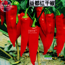 BELLFARM Red Hot Chili Pepper Seeds, Original Pack, 200 Seeds, dry hot garden ch - £4.35 GBP