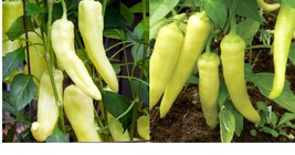 Sweet Banana Pepper Seeds Fresh Garden Seeds Gardening Plant  - $19.99+