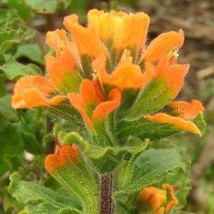 Castilleja Latifolia Monterey Indian Paintbrush 10 Seeds Fresh Seeds - £17.29 GBP