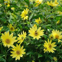 Yuga89 Store Lemon Queen Sunflower Seeds 50+ Annual Cut Flower Yellow Blooms - £4.61 GBP