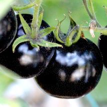 30 Europ EAN Black Cherry Tomato Seeds Sweet Heirloom Non Gmo - £5.59 GBP