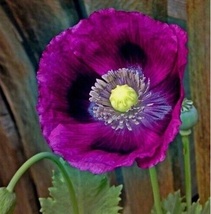 500 Seeds Poppy Laurens Grape Poppies Attracts Bees Butterflies Non-GMO  - £7.00 GBP