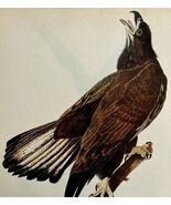 Bald Eagle #2 Bird 1946 Color Plate Print John James Audubon Nature DWV2E - $334.31 MXN