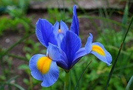 50 Lipstick Iris Flower Kw91009-31 Gardening USA SELLER - £11.15 GBP