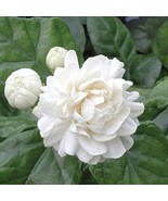 Grand Duke Of Tuscany Jasmine Jasminum Sambac Small Rooted Starter Plant... - $43.88