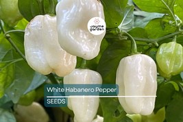 White Habanero Pepper Seeds | Heirloom, Non-GMO | 3 ft Tall Plants | 250... - $4.99+