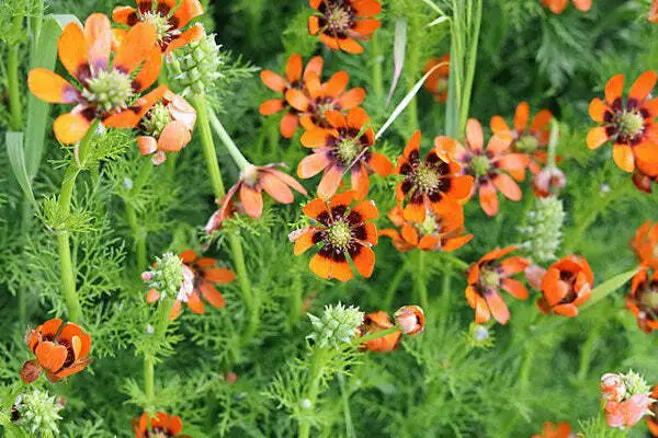 Adonis Aestivalis Pheasant&#39;S Eye Summer Adonis 10 Seeds Fresh Garden - £14.05 GBP