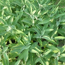 USDA Organic - Sage Fresh Cut Plant 1 lbs Bumper Pack - $75.00