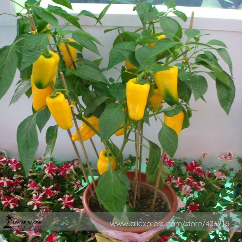 New Fresh Yellow Long Sweet Pepper Huang La Meizi Seeds 20 Edible - $3.42