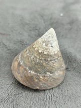 Indo Pacific Top Shell Trochus Niloticus 2.25&quot; - £7.55 GBP