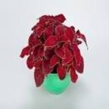 20 Rainbow Superfine Red Velvet Coleus Herbs Seeds - $10.10