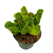 Jumbo Sweet Pitcher Plant, in a 3 Inch Pot, Carnivorous Plant, Sarracenia pitche - £13.12 GBP