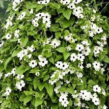 Thunbergia- White- 10 Seeds Tera Store - £4.69 GBP