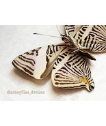 Colobura Annulata Zebra Mosaic Butterfly Framed Entomology Collectible Shadowbox - $52.00