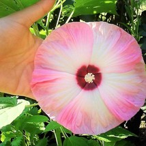 10 Luna Pink Swirl Hardy Hibiscus Flower Seeds Fast Ship Fresh USA SELLER - £11.73 GBP