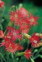 40 Pcs Jumping Jack Flash Silene Flower Seeds #MNHG - £13.07 GBP