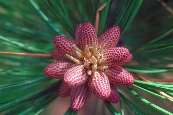 Ponderosa Pine Tree Seeds For Planting (30 Seeds) Western Yellow Pine, Pinus P F - £17.40 GBP