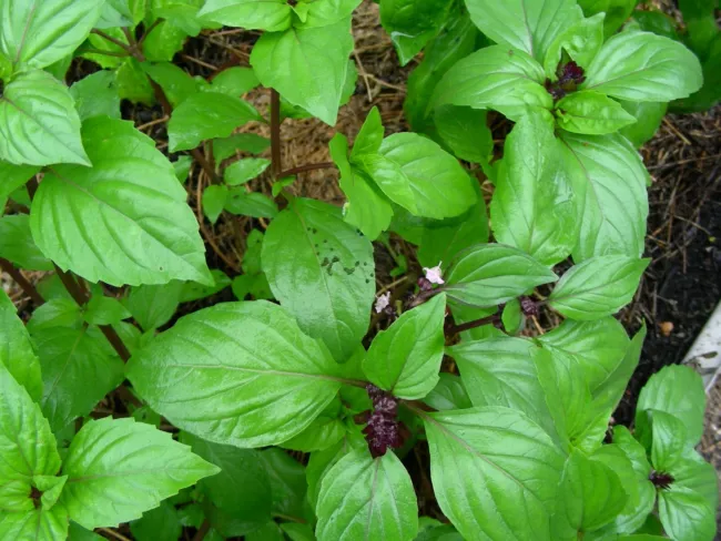 Basil Thai Sweet Heirloom Seeds Non Gmo 250 Seeds Fresh Garden - $12.58