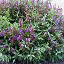 500 Sage Seeds Herb Seeds Salvia Perennial Fresh Seeds Gardening USA - £16.64 GBP