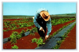 Planter In The Field Dole Plantation Honolulu HI UNP Chrome Postcard V2 - $3.51