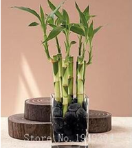 New Fresh Lucky Bamboo Choose Potted Seed Variety Complete Dracaena Plant The Bu - $4.45