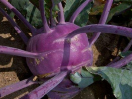 200 Pc Seeds Kohlrabi Purple Vienna Vegetable, Kohlrabi Seeds for Planting | RK - £8.27 GBP
