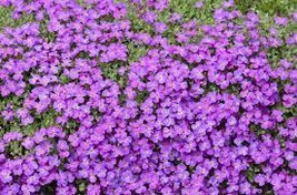 Rock Cress Purple 200 Seeds Free Shipping - $75.58 MXN