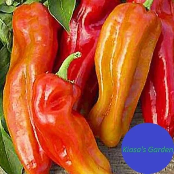 150+Cubanelle Sweet Pepper Seeds Non Gmo Organic Heirloom Non Gmo Fresh ... - £6.26 GBP