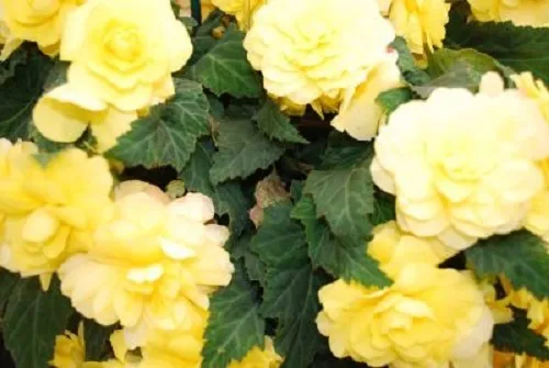 15 Pelleted Begonia Seeds Begonia Go Go Yellow Gogo Series Begonia Fresh New - $12.50