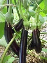 200+ USA Eggplant Seeds Long Purple Eggplants Aubergine Asian Vegetable 2023 - £2.71 GBP