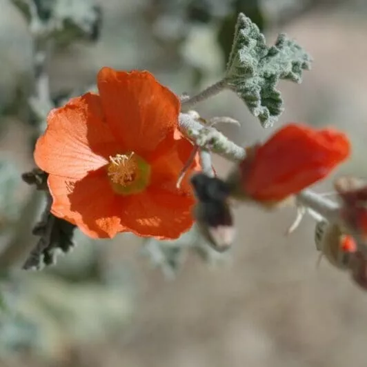 Sphaeralcea Ambigua, Apricot - 25 Seeds- Desert Globemellow - $15.03