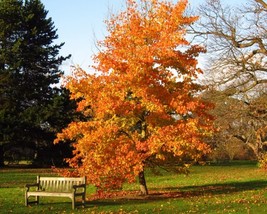 Liquidambar Formosana (Formosan Gum) 20 seeds - $1.38