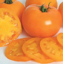 50 Seeds Orange Blossom Tomato Vegetable Garden - £7.72 GBP