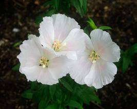 50 Seeds White Clarkia Flower Godetia Re-Seeding Annual - £14.13 GBP