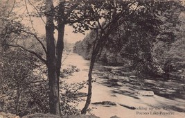 Pocono Lake Preserve Pennsylvania~Looking Up The Ravine~Albertype Photo Postcard - £8.36 GBP