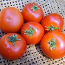 Fresh USA Seller Forest Fire Tomato Gourmet Extra Early Grown To Organic Standar - $16.52