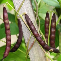 Premium Black Beans Seed Pack (30/100 Qty) - Non-GMO, Grow Your Own Nutrient-Ric - £2.35 GBP