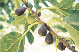 Live Plant Violette du Bordeaux Fig Ficus Carica Negronne Petite Figue de Violet - £44.28 GBP