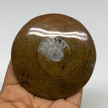 122.9g, 3.1&quot;x3.1&quot;x0.6&quot;, Goniatite (Button) Ammonite Polished Fossils, B30110 - £7.99 GBP