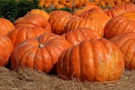 10 seeds Big Max Giant Pumpkin Heirloom Huge prizewinners weigh 100+ pou... - $1.76