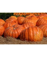 10 seeds Big Max Giant Pumpkin Heirloom Huge prizewinners weigh 100+ pou... - $33.10 MXN