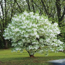 White Fringe tree 4" pot image 2
