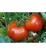 50 Seeds Park&#39;S Beefy Boy Tomato Vegetable Garden - £7.68 GBP