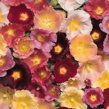 New Seeds Hollyhock Seeds Happy Lights Mix 25 Thru 500 Seeds You Pick Amount USA - £12.26 GBP